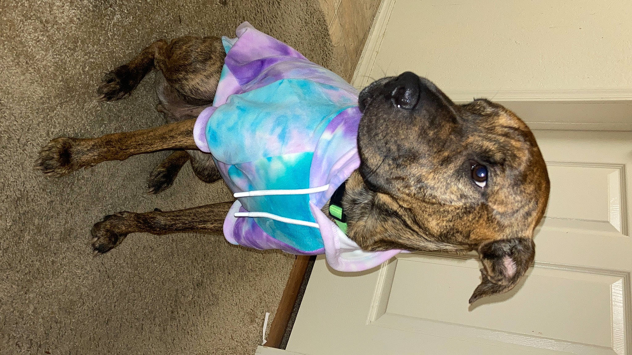 Mork joined the competition — help win amazing prizes! amphibian, art, canidae, carnivore, collar, dog, dog_breed, dog_collar, dog_supply, electric_blue, fawn, guard_dog, leash, magenta, non_sporting_group, personal_protective_equipment, pet_supply, sporting_group, terrestrial_animal, working_animal