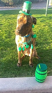 Mork is registered to the contest to win money with this photo: carnivore, companion_dog, dog, dog_breed, fawn, grass, grassland, green, hat, landscape, lawn, liver, livestock, mammal, pasture, pet_supply, sporting_group, summer, sun_hat, working_animal