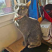 Vaïna participe au concours pour gagner de l'argent avec cette photo : cat, gray_cat, pet, indoor, window, sunlight, collar, cluttered_desk, papers, bag, curious, feline, whiskers, ears, tail, sitting, looking_up, household, domestic_animal, furry