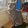cat, gray_cat, pet, indoor, window, sunlight, collar, cluttered_desk, papers, bag, curious, feline, whiskers, ears, tail, sitting, looking_up, household, domestic_animal, furry