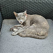 Vaïna participe au concours pour gagner de l'argent avec cette photo : animal, cat, chair, collar, cozy, curled_up, cushion, ears, feline, fur, furniture, gray_cat, indoor, looking, paw, pet, relaxed, resting, tail, woven_chair