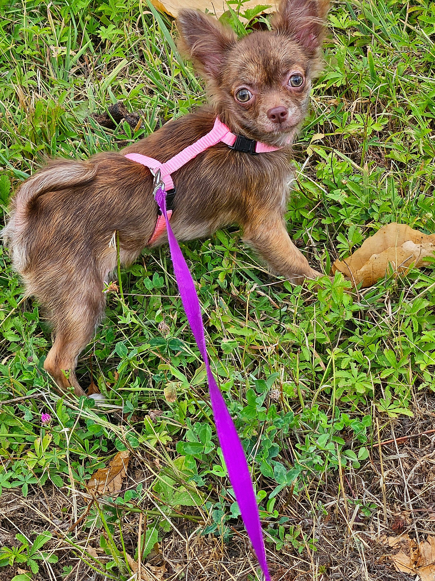 Aliyah participe au concours pour gagner de l'argent avec cette photo : alert, animal, brown_coat, canine, close_up, curious, daylight, dog, fur, grass, greenery, leaf, nature, outdoor, pet, pink_harness, purple_leash, small_dog, walking, young_dog