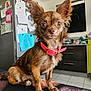 alert, animal, blanket, brown_dog, cabinets, chihuahua, collar, companion, cute, dog, domestic, ears, floor_tiles, fur, indoors, kitchen, pet, refrigerator, sitting, small_dog