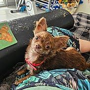 Aliyah participe au concours pour gagner de l'argent avec cette photo : dog, small_dog, brown_dog, pet, collar, indoor, person, lap, clothing, patterned_shorts, cushion, worn_cushion, floor, toy, exercise_bike, blanket, relaxed, looking_at_camera, living_room, casual