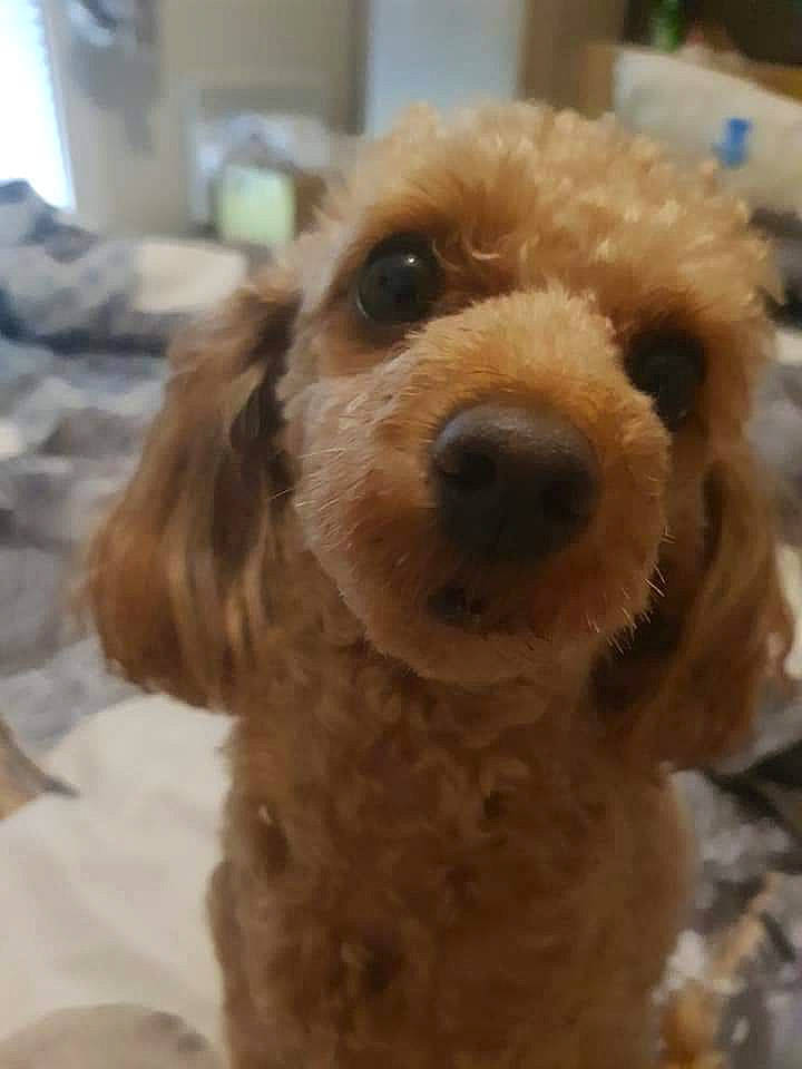 Mixye participe au concours pour gagner de l'argent avec cette photo : american_cocker_spaniel, canidae, carnivore, cavapoo, cockapoo, companion_dog, dog, dog_breed, goldendoodle, maltepoo, mammal, miniature_poodle, nose, poodle, poodle_crossbreed, puppy, snout, sporting_group, toy_poodle, vertebrate