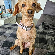 Mixye participe au concours pour gagner de l'argent avec cette photo : blanket, brown_dog, casual_clothing, close_up, collar, couch, curly_hair, dog, domestic_animal, floor, furniture, home, indoor, living_room, person, pet, portrait, sitting, small_dog, white_wall