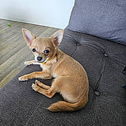 Balko participe au concours pour gagner de l'argent avec cette photo : animal, chihuahua, companion, couch, cute, dog, domestic_animal, ears, fur, gray_couch, green_toy, home, indoor, looking, pet, relaxed, resting, small_dog, toy, wooden_floor