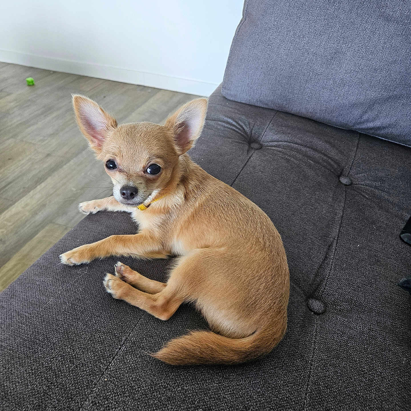 Balko participe au concours pour gagner de l'argent avec cette photo : animal, chihuahua, companion, couch, cute, dog, domestic_animal, ears, fur, gray_couch, green_toy, home, indoor, looking, pet, relaxed, resting, small_dog, toy, wooden_floor