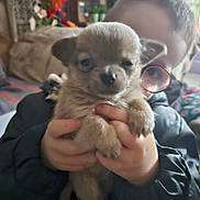 Balko participe au concours pour gagner de l'argent avec cette photo : puppy, small_dog, child, hands, glasses, indoor, couch, blanket, pet, cute, close_up, portrait, fur, face, eyes, nose, holding, home_interior, colorful_background, sitting