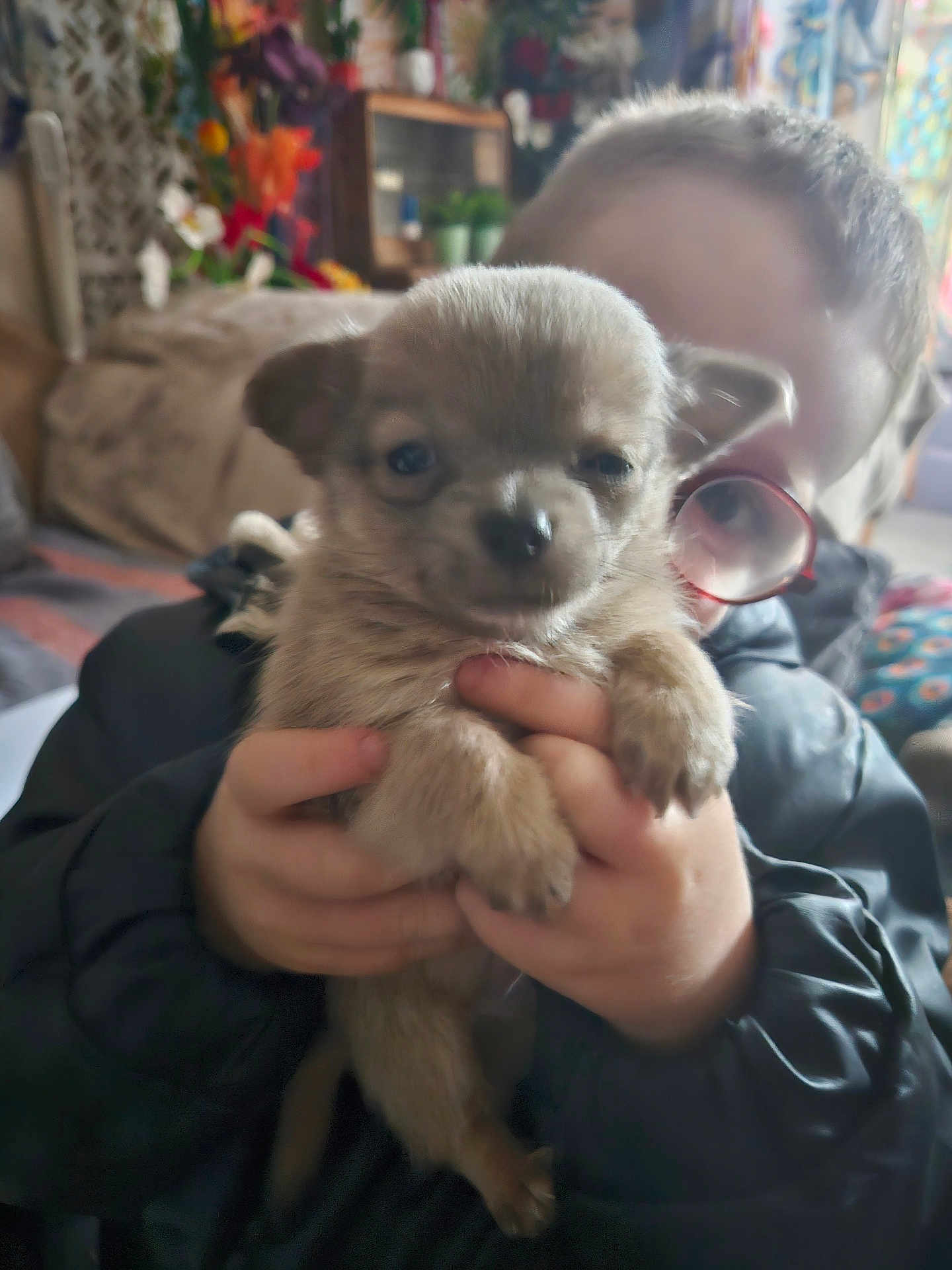 Balko participe au concours pour gagner de l'argent avec cette photo : puppy, small_dog, child, hands, glasses, indoor, couch, blanket, pet, cute, close_up, portrait, fur, face, eyes, nose, holding, home_interior, colorful_background, sitting