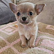 Balko a rejoint le concours — aidez-le/la à gagner de superbes lots ! adorable, big_eyes, blanket, chihuahua, close_up, couch, dog, domestic_animal, ears, fur, fuzzy, indoor, looking_at_camera, nose, pet, portrait, puppy, sitting, small_dog, whiskers