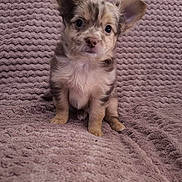 Appy participe au concours pour gagner de l'argent avec cette photo : puppy, dog, pet, cute, small, fur, ears, eyes, sitting, blanket, texture, soft, indoor, animal, young, adorable, portrait, mammal, companion, friendly