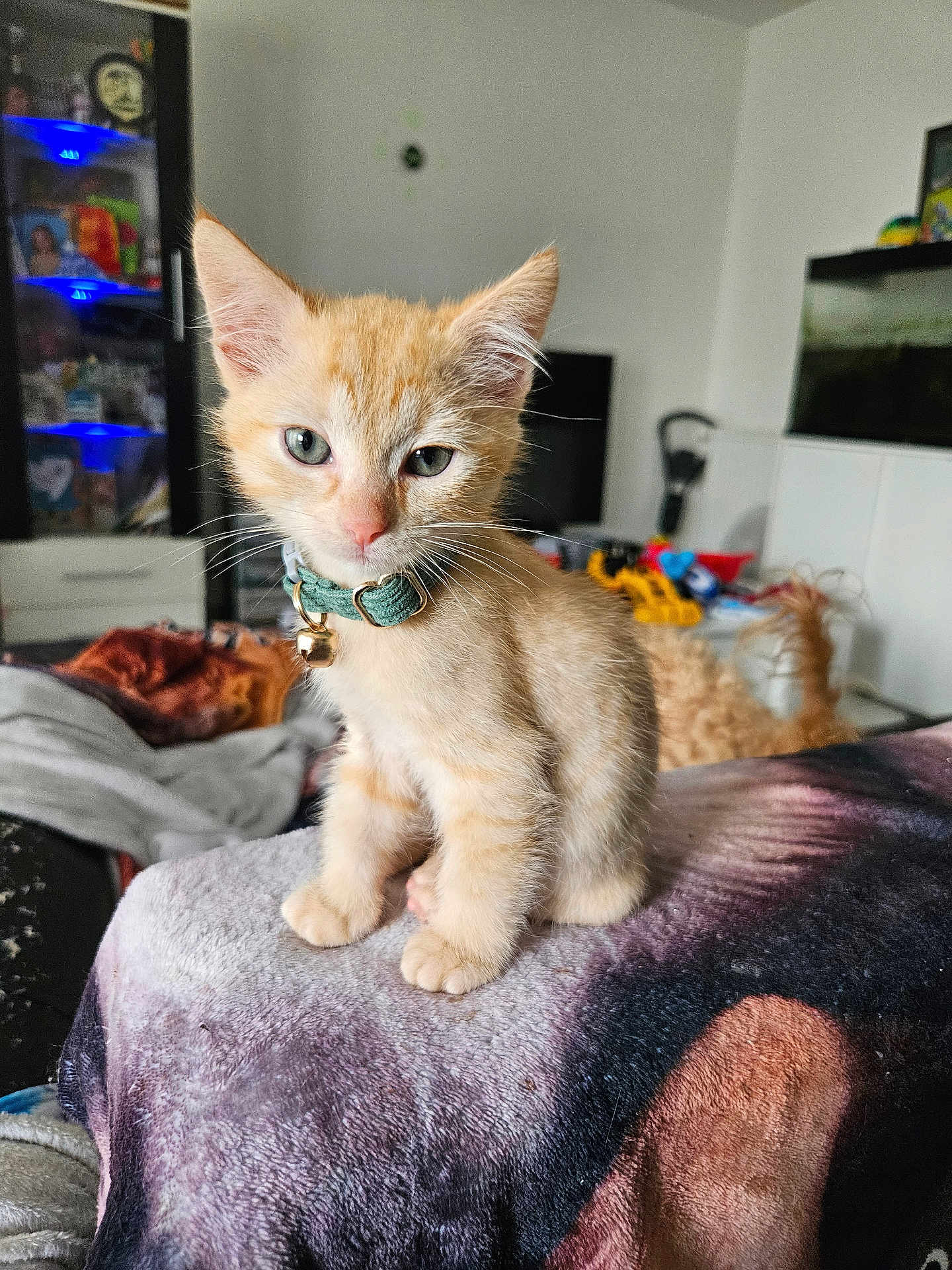 Abricot