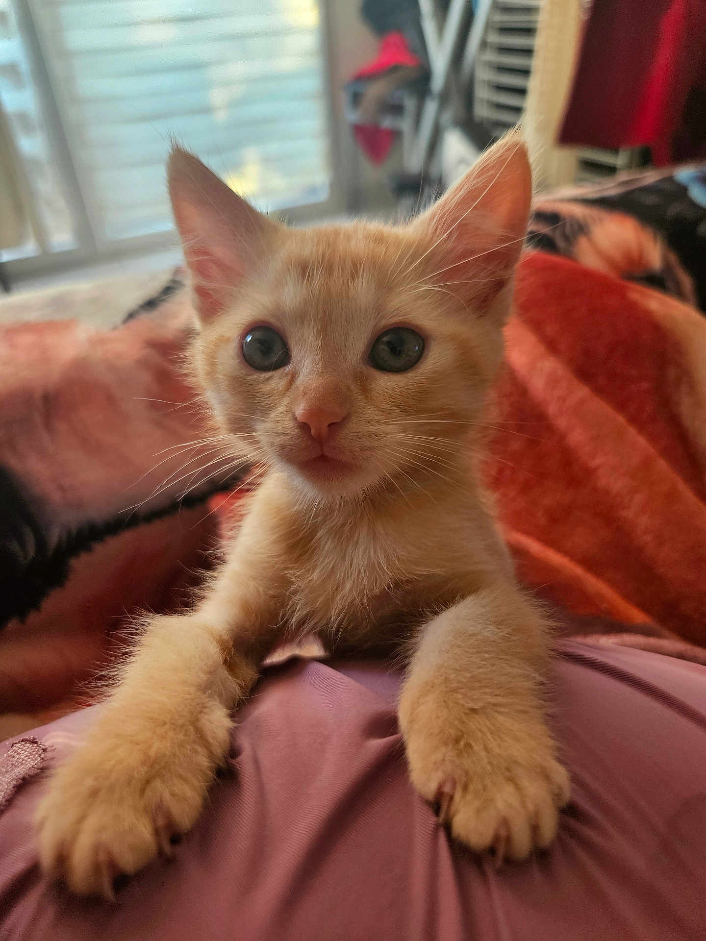 Abricot