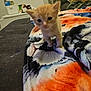 kitten, orange_cat, blanket, indoor, furniture, couch, cat, living_room, curious, pet, animal, soft_texture, cozy, small, close_up, blurred_background, domestic, cute, young, feline