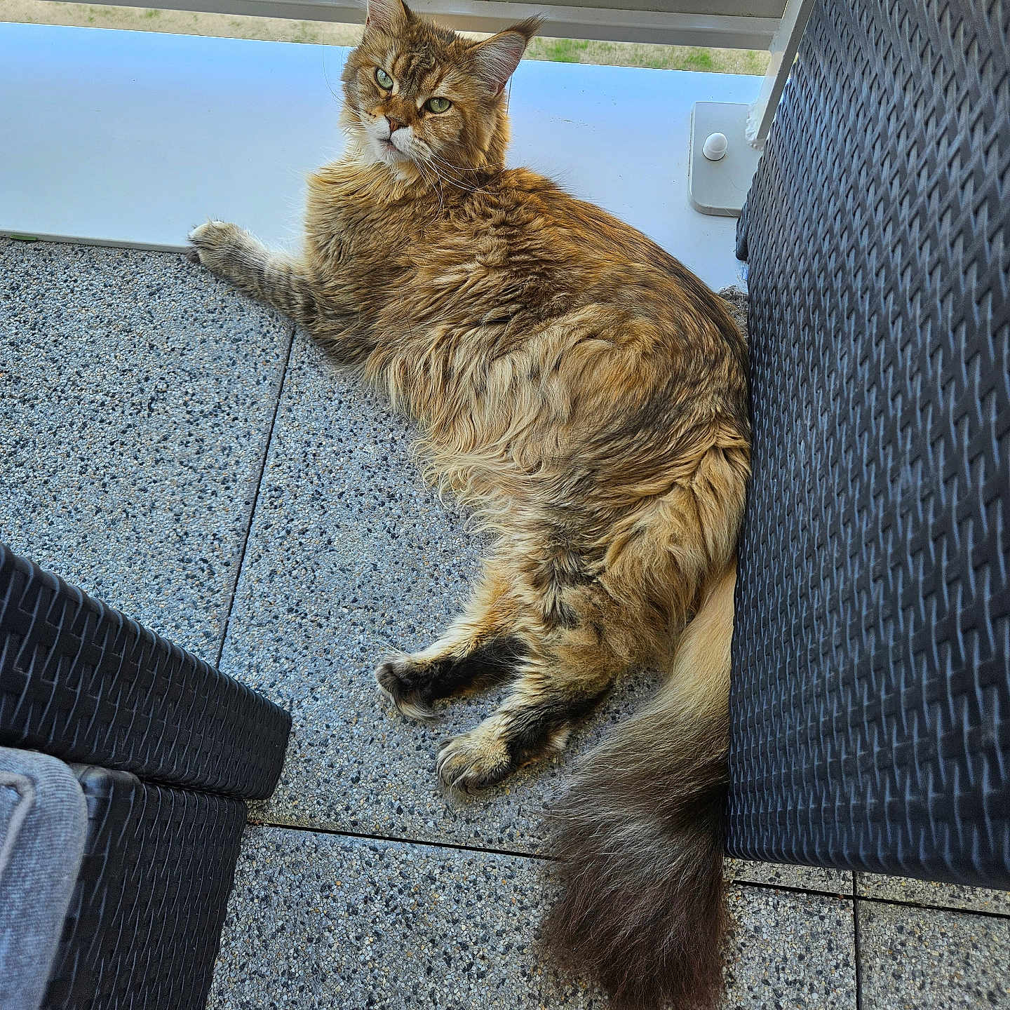 Uzélia