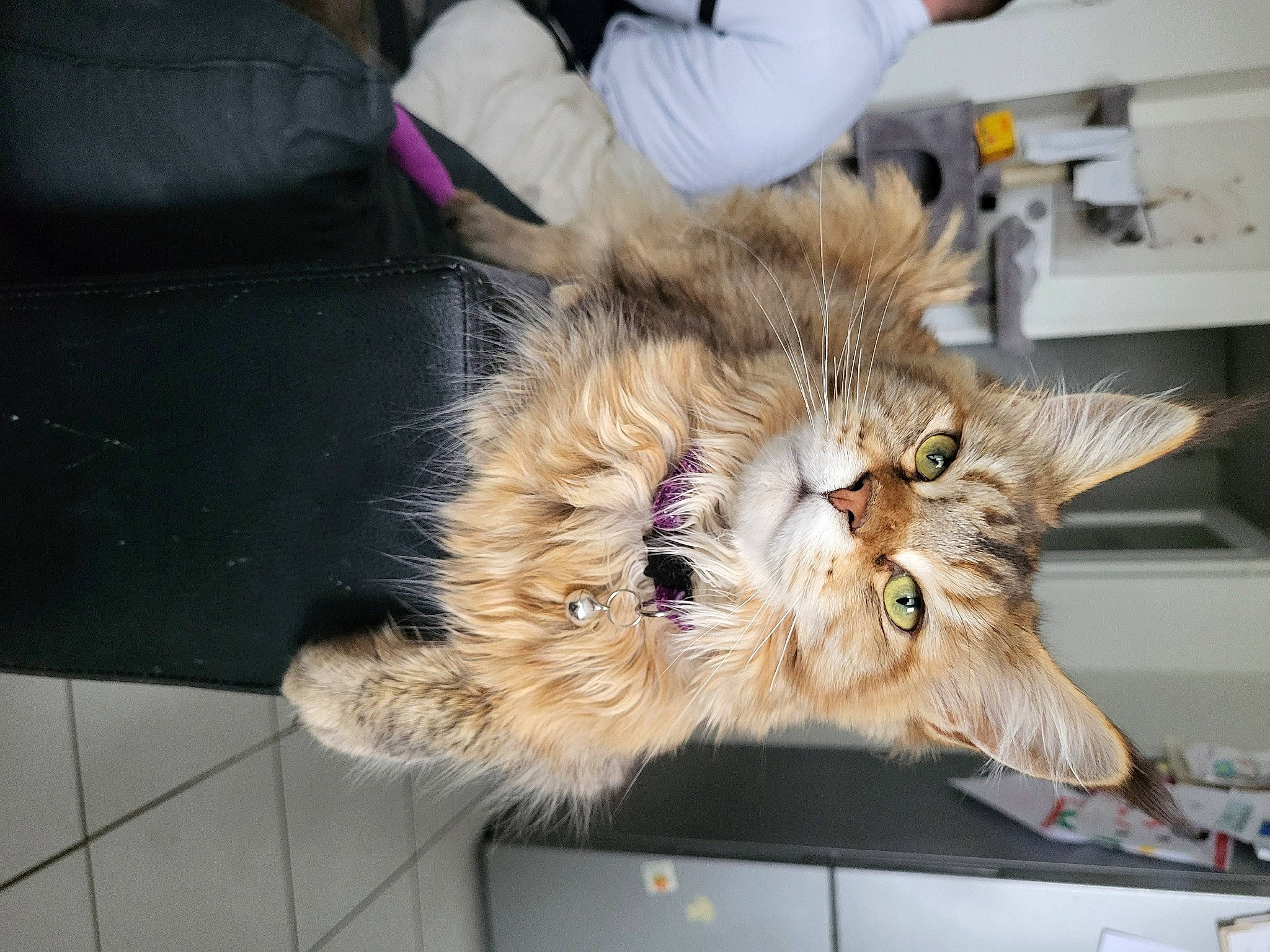 Uzélia a rejoint le concours — aidez-le/la à gagner de superbes lots ! carnivore, cat, claw, companion_dog, domestic_short_haired_cat, fawn, felidae, flooring, fur, paw, plant, small_to_medium_sized_cats, snout, tail, whiskers