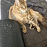 Uzélia a rejoint le concours — aidez-le/la à gagner de superbes lots ! abyssinian, angora, animal, architecture, blanket, building, cat, chair, couch, cushion, furniture, homedecor, indoors, interiordesign, kitten, livingroom, manx, pet, slate, wood