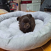 Appy participe au concours pour gagner de l'argent avec cette photo : puppy, dog, pet_bed, brown, small, cute, indoor, wooden_table, fluffy, cozy, kitchen, household, table, curious, animal, young, domestic, furry, snug, closeup