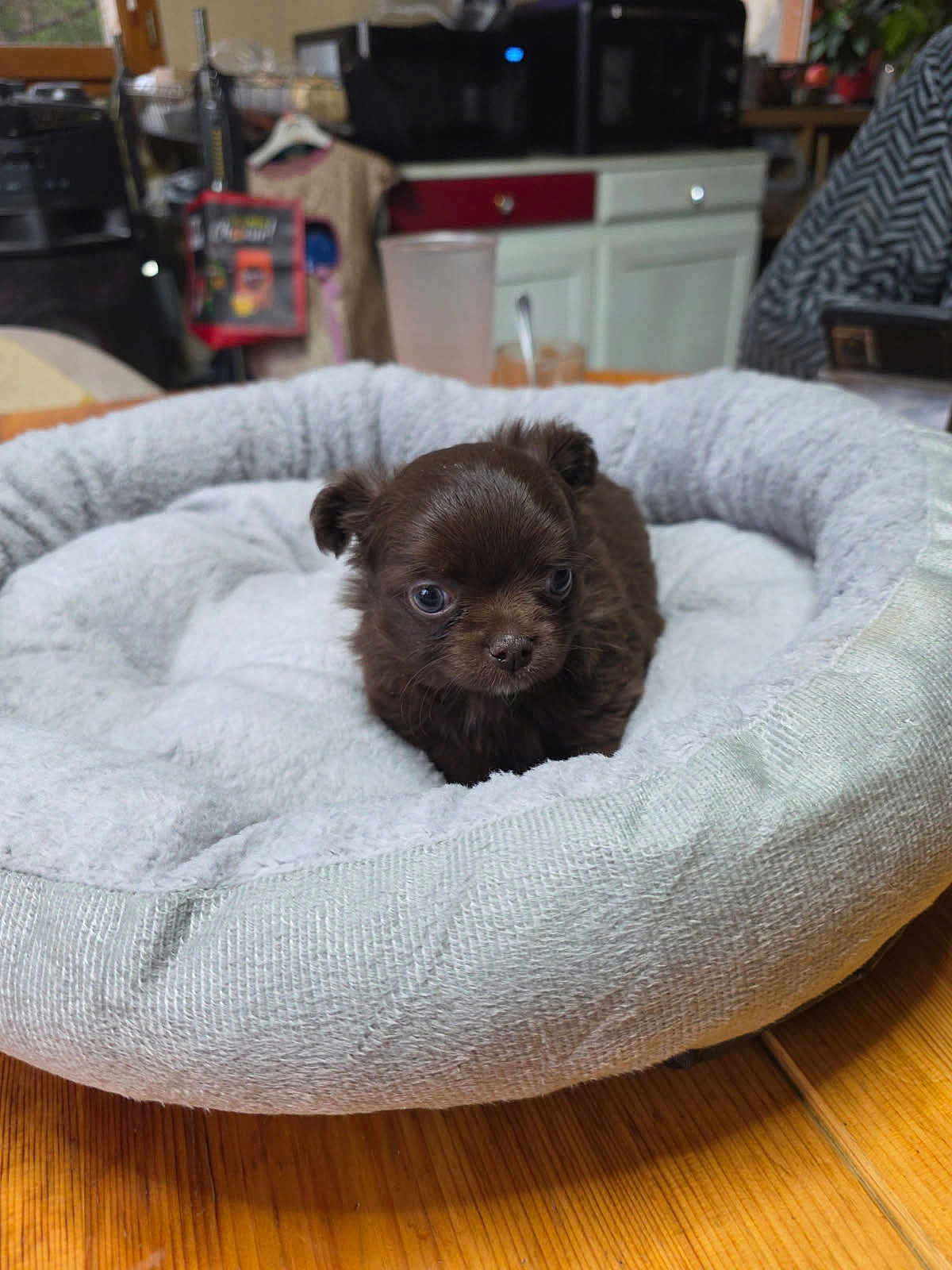 Appy participe au concours pour gagner de l'argent avec cette photo : puppy, dog, pet_bed, brown, small, cute, indoor, wooden_table, fluffy, cozy, kitchen, household, table, curious, animal, young, domestic, furry, snug, closeup