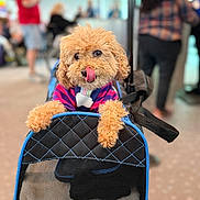 Monkey is registered to the contest to win money with this photo: dog, pet_carrier, apricot_color, curly_fur, tongue_out, indoor, people, blurred_background, colorful_sweater, cute, small_dog, animal, face, paw, carrying_bag, standing, playful, fur, pet, leisure