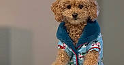 Monkey is registered to the contest to win money with this photo: animal, brown_fur, companion, couch, cozy, curly_fur, cute, dog, domestic_animal, fluffy, furniture, house, indoor, jacket, looking_at_camera, mammal, pet_clothing, portrait, puppy, small_dog