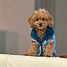 Monkey is registered to the contest to win money with this photo: dog, puppy, curly_fur, brown_fur, pet_clothing, jacket, indoor, couch, cute, small_dog, portrait, furniture, house, cozy, animal, looking_at_camera, fluffy, domestic_animal, mammal, companion