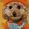Monkey is registered to the contest to win money with this photo: adorable, animal, attention, close_up, cozy, curly_fur, cute, dog, fluffy, gray_clothing, indoor, orange_beanie, orange_clothing, pet, poodle, portrait, sitting, small_dog, winter_wear, yellow_blanket