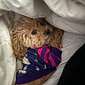 Monkey joined the competition — help win amazing prizes! dog, curly_hair, blanket, sweater, purple, pink, cozy, snuggled, pet, cute, fur, small_dog, indoor, resting, comfort, warm, fabric, soft, sleepy, close_up