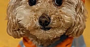 Monkey is registered to the contest to win money with this photo: dog, pet, puppy, orange_hat, clothing, cute, fluffy, indoor, portrait, looking_up, adorable, small_dog, beanie, yellow_background, furry, sitting, animal, cozy, warm, friendly