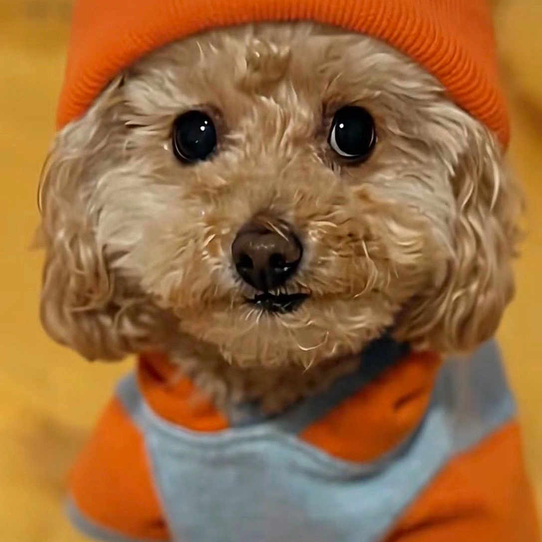 Monkey is registered to the contest to win money with this photo: dog, pet, puppy, orange_hat, clothing, cute, fluffy, indoor, portrait, looking_up, adorable, small_dog, beanie, yellow_background, furry, sitting, animal, cozy, warm, friendly