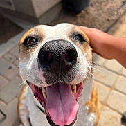 Heather is registered to the contest to win money with this photo: dog, tongue, nose, happy, pet, hand, outdoor, pavement, closeup, smiling, canine, sunlight, fur, brown_and_white, animal, friendly, tongue_out, muzzle, background, person