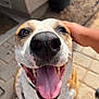 dog, tongue, nose, happy, pet, hand, outdoor, pavement, closeup, smiling, canine, sunlight, fur, brown_and_white, animal, friendly, tongue_out, muzzle, background, person