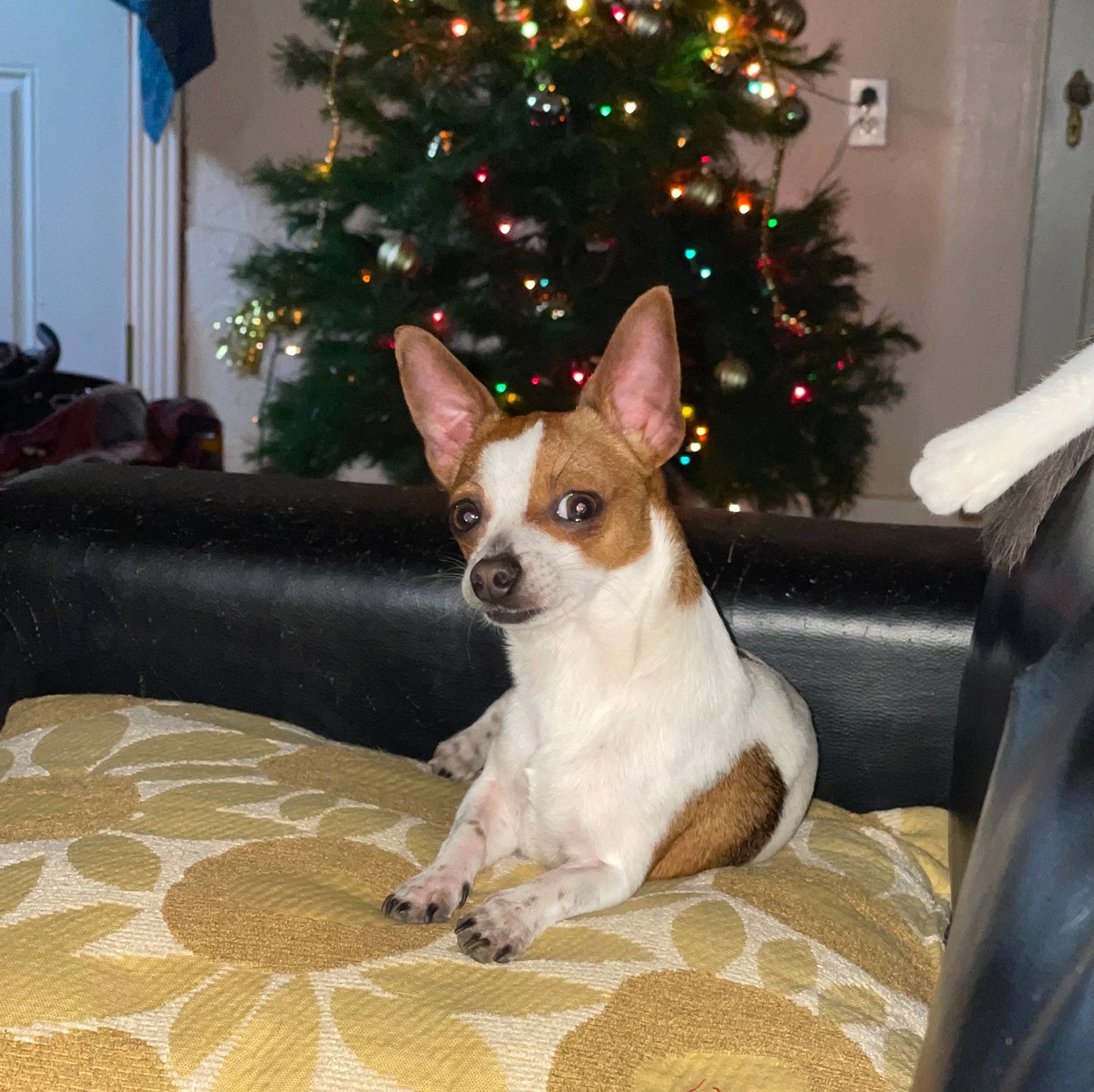 Papi is registered to the contest to win money with this photo: canidae, carnivore, christmas, christmas_decoration, christmas_eve, christmas_ornament, christmas_tree, dog, dog_breed, fawn, holiday, holiday_ornament, home, interior_design, linens, living_room, ornament, room, snout