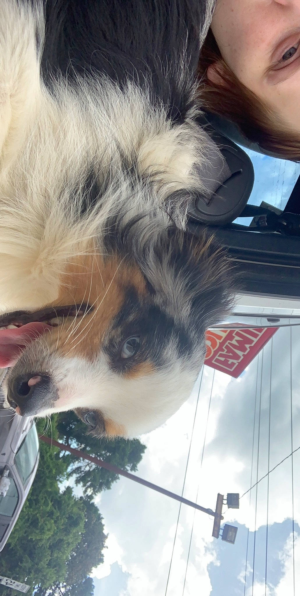 Jackson is registered to the contest to win money with this photo: australian_collie, canidae, carnivore, companion_dog, dog, dog_breed, fur, puppy, snout, sporting_group, toy_dog, whiskers, working_animal, working_dog