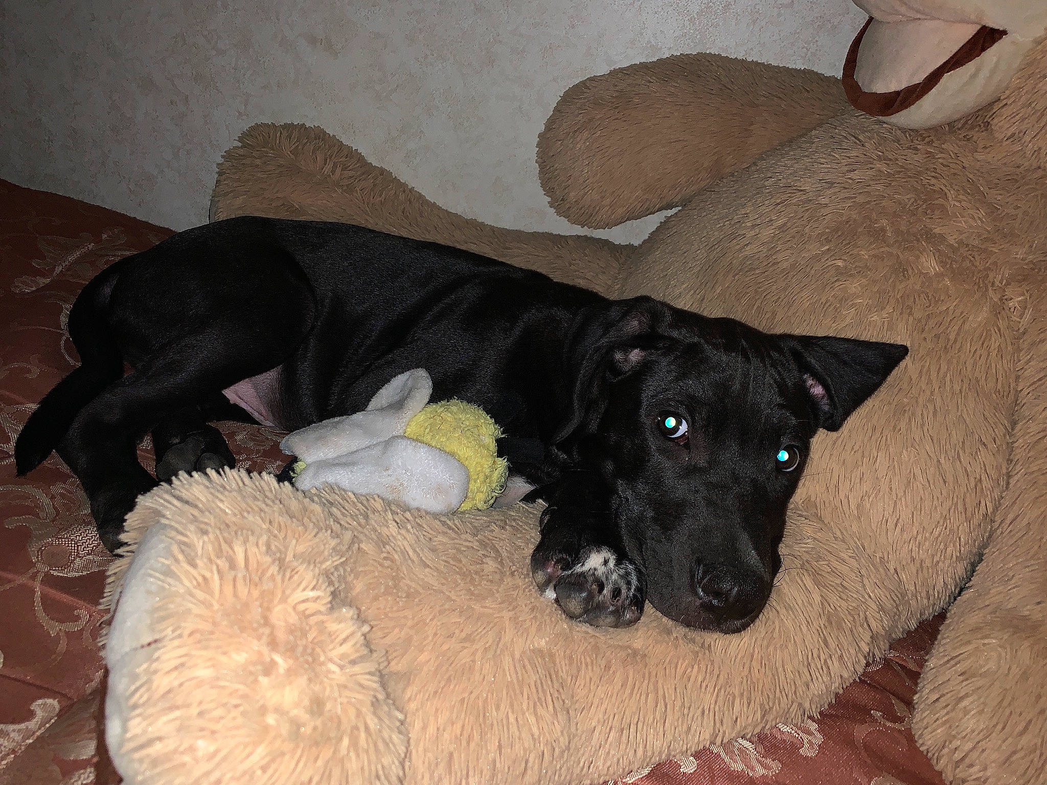 Ali is registered to the contest to win money with this photo: beige, borador, canidae, carnivore, collar, comfort, companion_dog, dog, dog_breed, dog_collar, dog_supply, fawn, fur, liver, pet_supply, snout, sporting_group, terrestrial_animal, working_animal, working_dog