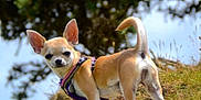 Booboo is registered to the contest to win money with this photo: dog, chihuahua, small_dog, outdoor, nature, rock, grass, tree, pet, animal, canine, harness, standing, curious, sunlight, daylight, fur, ears, tail, portrait