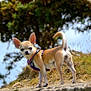dog, chihuahua, small_dog, outdoor, nature, rock, grass, tree, pet, animal, canine, harness, standing, curious, sunlight, daylight, fur, ears, tail, portrait