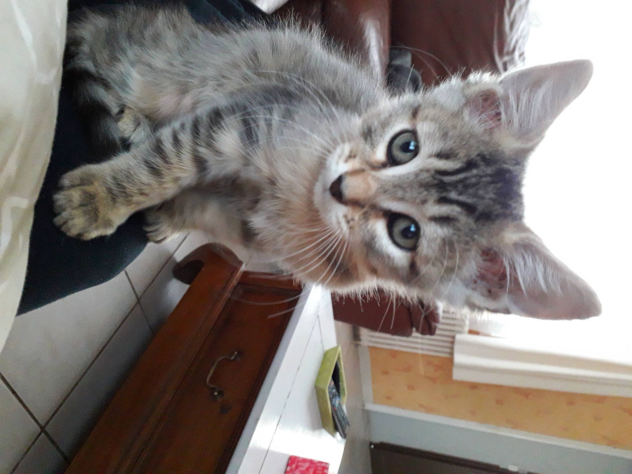 Gabin a rejoint le concours — aidez-le/la à gagner de superbes lots ! carnivore, cat, claw, domestic_short_haired_cat, felidae, fur, hardwood, paw, small_to_medium_sized_cats, snout, tail, whiskers, wood