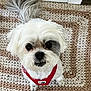 adorable, animal, black_patch, canine, companion, crocheted_rug, cute, dog, domestic_animal, floor, fluffy, fur, indoor, looking_up, pet, red_harness, rug, small_dog, tail, white_dog