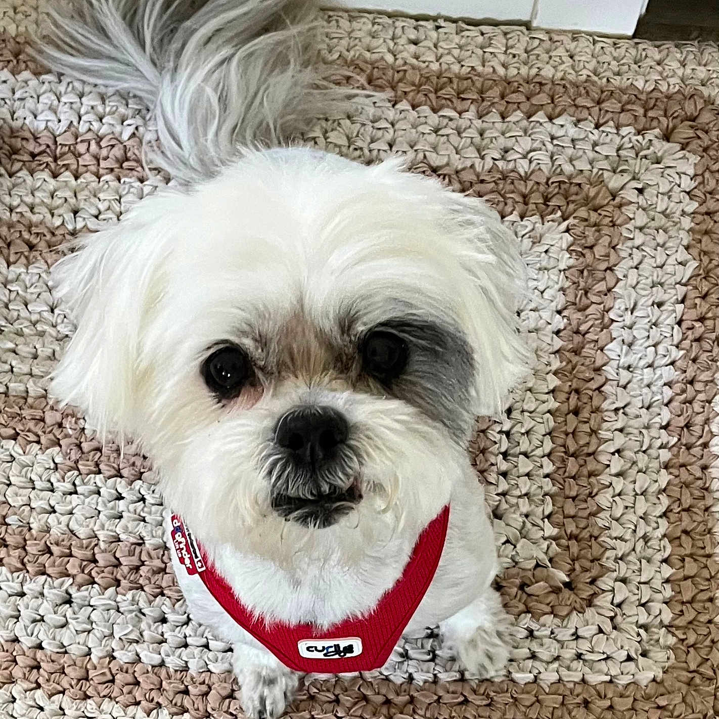 Coco joined the competition — help win amazing prizes! adorable, animal, black_patch, canine, companion, crocheted_rug, cute, dog, domestic_animal, floor, fluffy, fur, indoor, looking_up, pet, red_harness, rug, small_dog, tail, white_dog