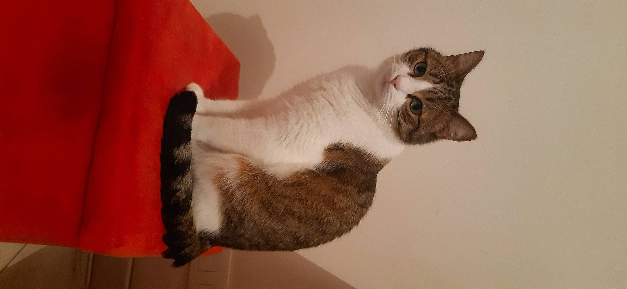 Saxo participe au concours pour gagner de l'argent avec cette photo : carnivore, cat, claw, comfort, domestic_short_haired_cat, ear, fawn, felidae, foot, fur, paw, small_to_medium_sized_cats, snout, tail, whiskers, window, wood