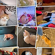 Kit Kat joined the competition — help win amazing prizes! bed, blanket, cat, cat_tree, collage, couch, furniture, home, indoor, kitten, multiple_photos, orange_cat, person, pet, playing, relaxed, resting, sleeping, snuggling, tabby