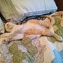 Kit Kat joined the competition — help win amazing prizes! animal, bed, cat, comfort, cozy, cute, feline, fur, home, indoor, lazy, orange_cat, peaceful, pet, pillow, quilt, relaxed, resting, sleeping, white_cat