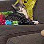 animal, brown, cat, colorful, couch, cozy, domestic_animal, feline, furniture, household, indoor, living_room, paw, pet, relaxed, resting, sleepy, striped, tabby_cat, wrapping_paper