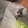 Toes is registered to the contest to win money with this photo: animal, cat, closeup, curious, ears, eyes, face, floor, green_fabric, household, indoor, peeking, pet, plastic_sheet, playful, soft, tabby, texture, translucent, whiskers