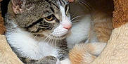 Toes is registered to the contest to win money with this photo: animal, cat, cat_condo, close_up, companionship, cozy, curled_up, cute, domestic_animal, ears, feline, ginger_cat, indoor, pet, resting, snuggling, soft_texture, tabby_cat, tail, whiskers