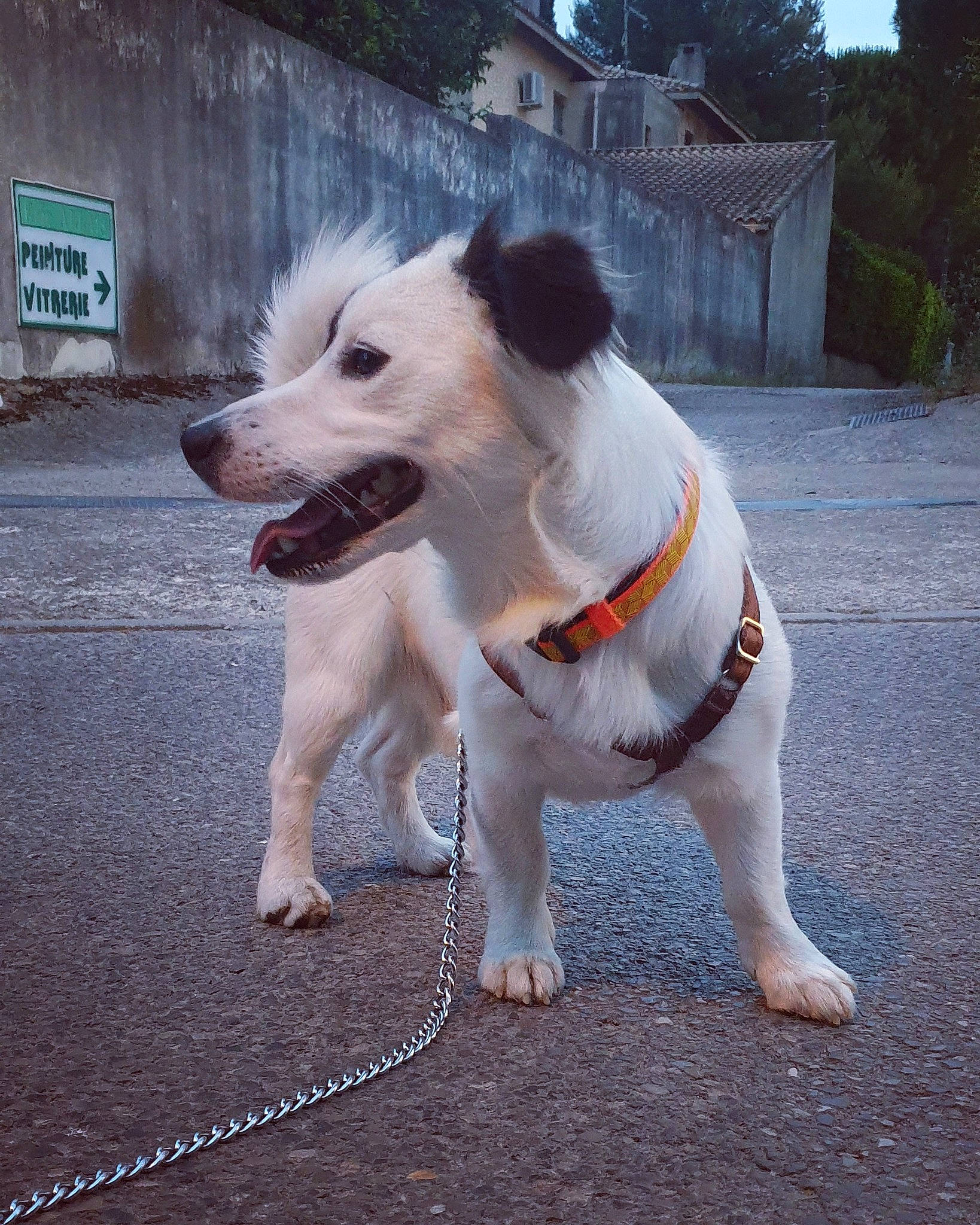 Oslo participe au concours pour gagner de l'argent avec cette photo : canidae, carnivore, companion_dog, dog, dog_breed, fawn, jack_russell_terrier, mammal, parson_russell_terrier, rare_breed_dog, russell_terrier, snout, sporting_group, street_dog, tail, vertebrate