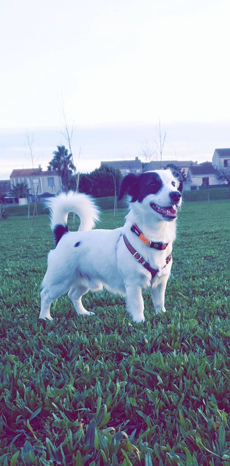 Oslo participe au concours pour gagner de l'argent avec cette photo : canidae, carnivore, companion_dog, dog, dog_breed, grass, mammal, rare_breed_dog, sporting_group, vertebrate