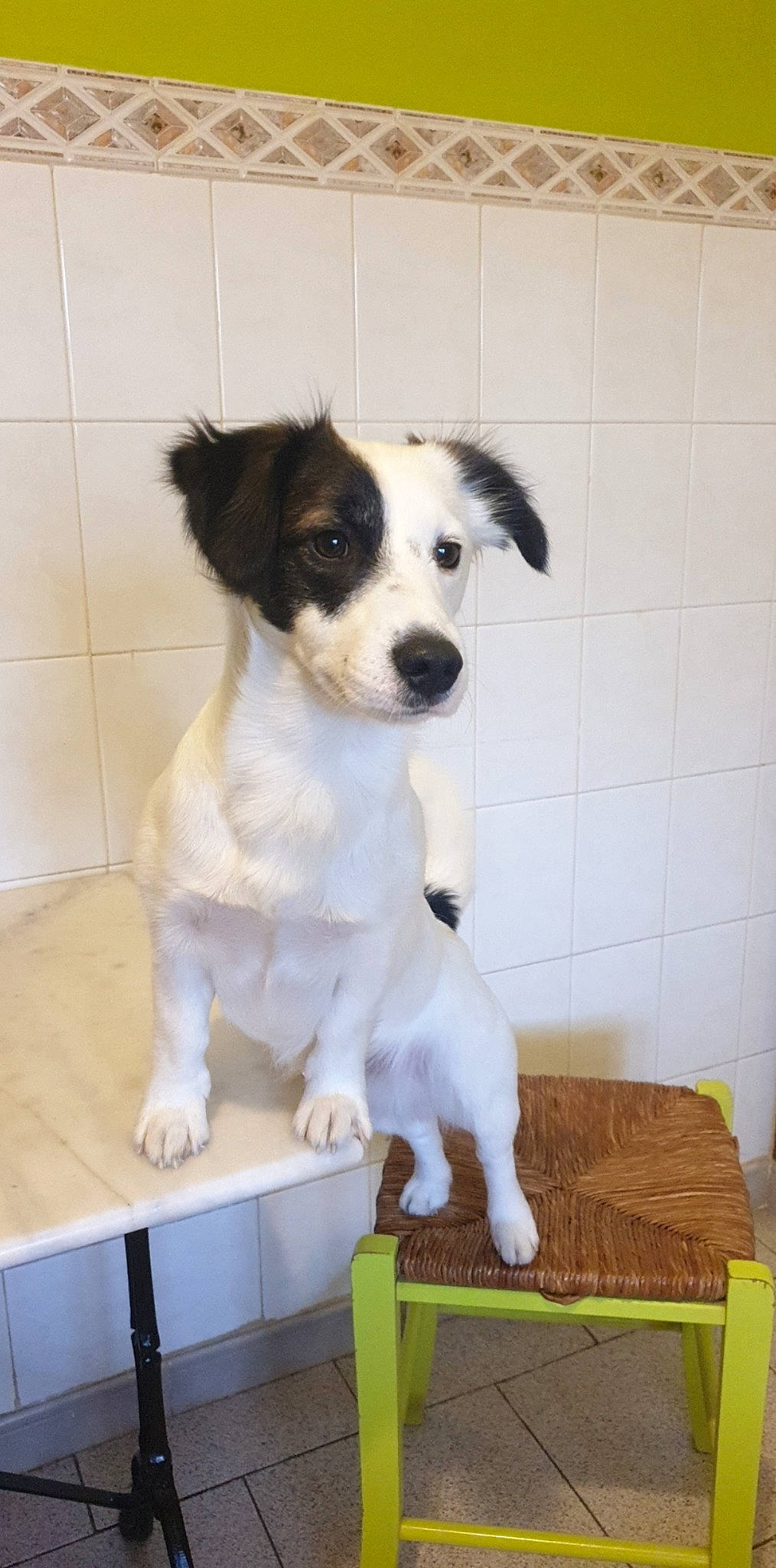 Oslo a rejoint le concours — aidez-le/la à gagner de superbes lots ! border_collie, canidae, carnivore, companion_dog, dog, dog_breed, kooikerhondje, kromfohrlander, mammal, puppy, rare_breed_dog, ratonero_bodeguero_andaluz, russell_terrier, small_greek_domestic_dog, smooth_fox_terrier, sporting_group, vertebrate